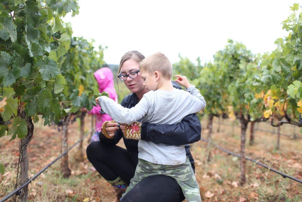 Harvest is a family affair. The kids skip school to pick one row each. (October 2016, picking Cabernet Franc in the lower blocks.) Photo by Rachel Hairston.