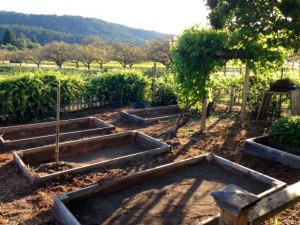 Our private garden beds here at the Annadel Farmhouse
