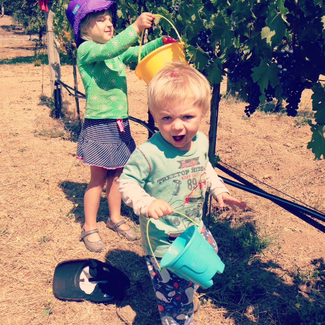 Little People + Great Big Helpers at Harvest here at Annadel