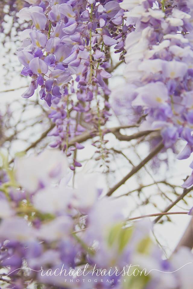 Sonoma Wisteria: Inspiration for my current painting.