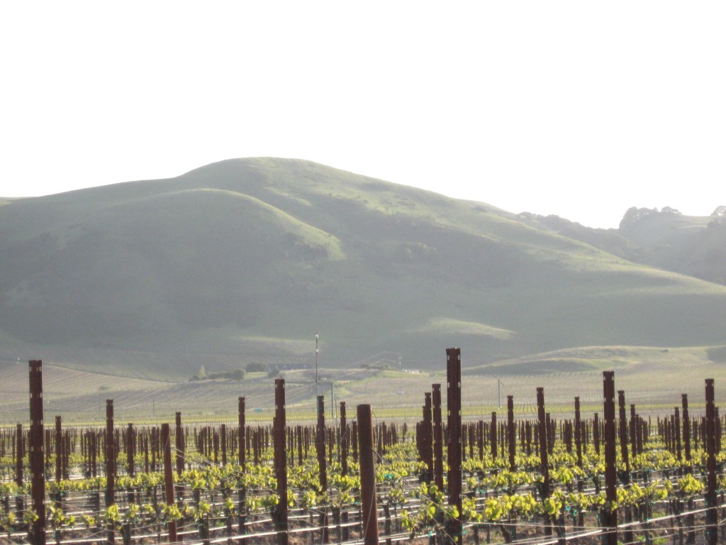 SONOMA means "Valley of the Moon" in Pama.