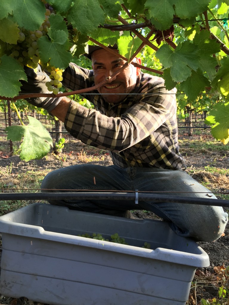 Real Wine takes Leg-Work. And Sweat Equity. Farm Manager Chicho bringing in the Grapes this past Fall. 